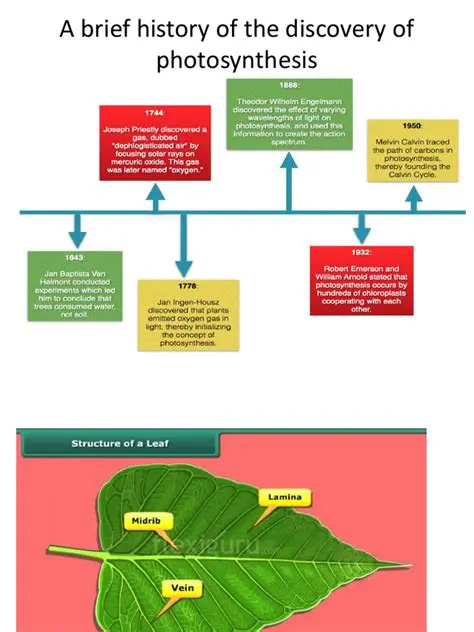 A Brief History of Photosynthesis