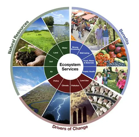 Benefits of Natural Changes to Ecosystems