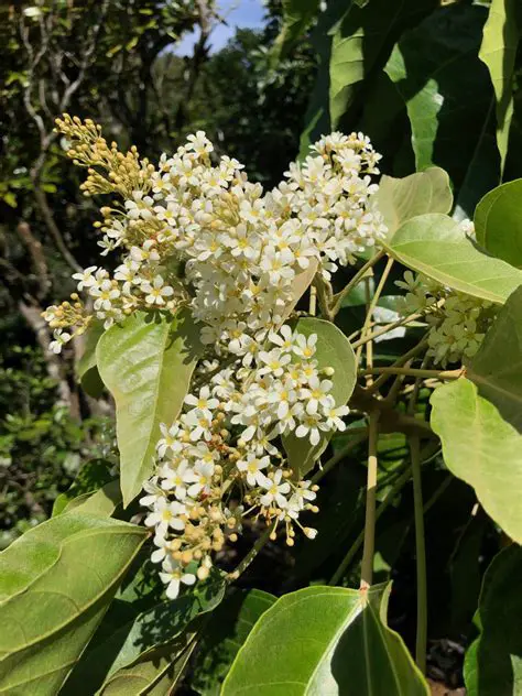 Candlenut with Annual Plants