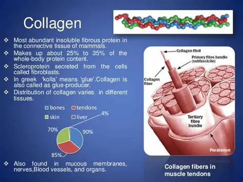 Collagen and Connective Tissue in Musculoskeletal Health and Disease