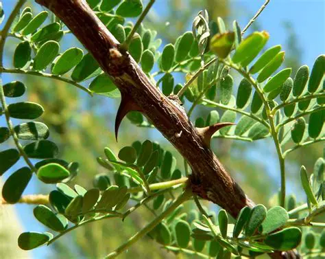 El Crecimiento de la Acacia