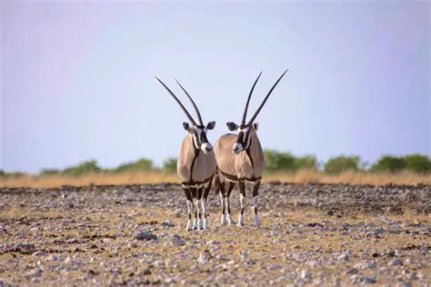 Etosha National Park Official Website