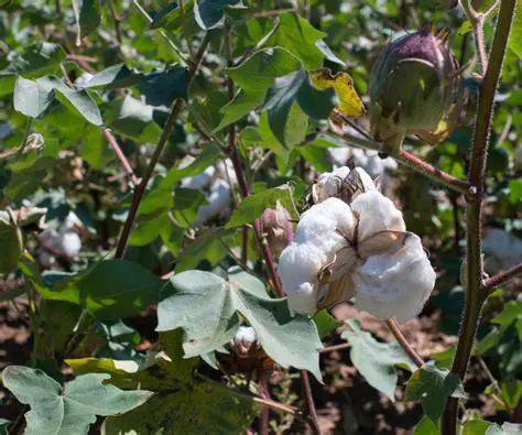 excellent for growing cotton