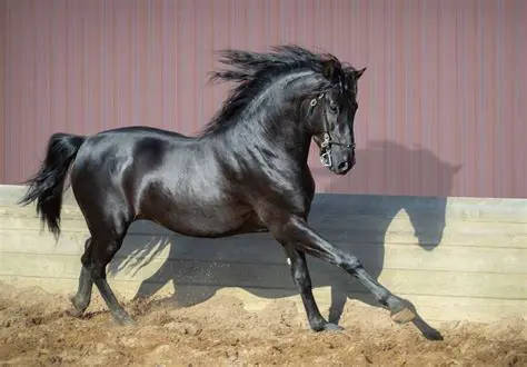 Features of Andalusianhorse Toolbar