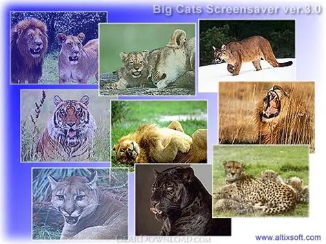 Features of the Big Cats Screensaver