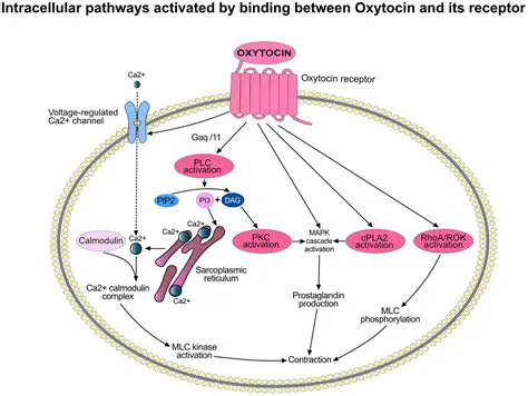 Frequently Asked Questions About Oxytocin and Labor