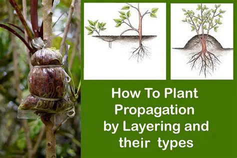 Growth Conditions and Propagation