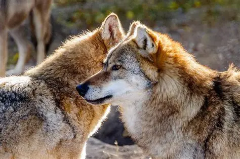 Historical Background of Wolves in Yellowstone
