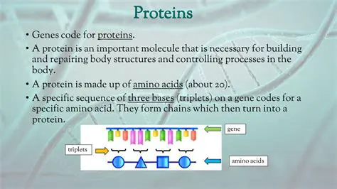 How Genes Code for Proteins