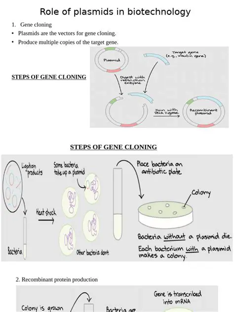 Importance of Plasmids in Biotechnology