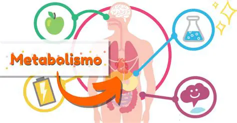 Importancia del Metabolismo