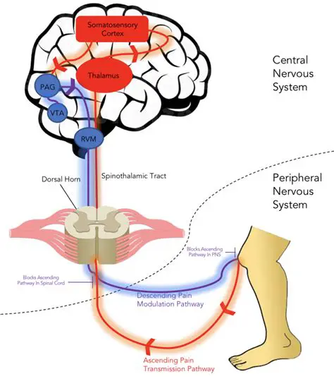 Inhibition of pain transmission