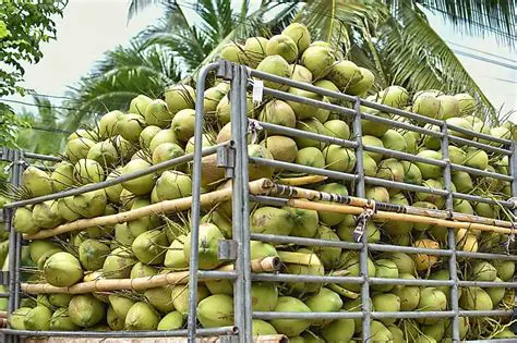 Invest in the coconut cream making factory