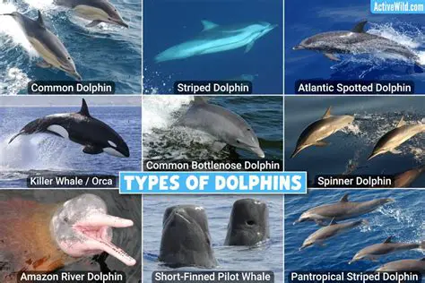 Key Features of Dolphin Update Service