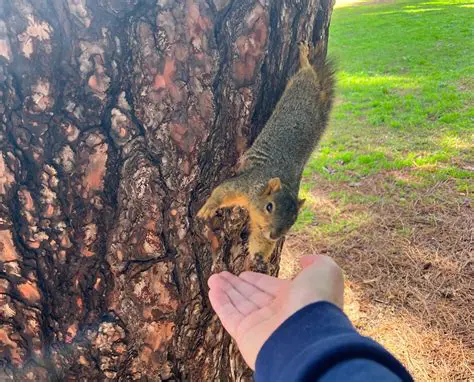 Key Features of Squirrel ProductivityTools