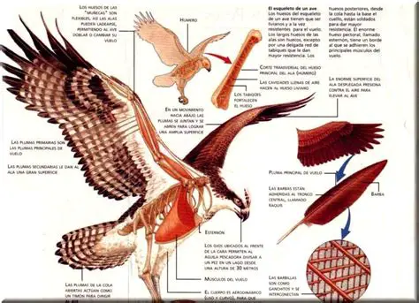 La forma de las alas de un ave