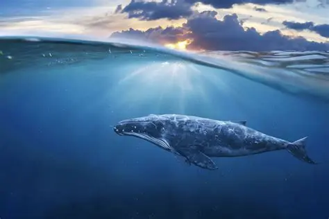 La inteligencia de las ballenas
