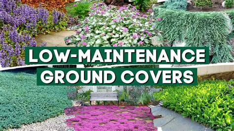 Lack of ground cover vegetation