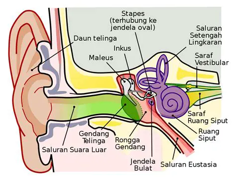 Mengapit kepala dan daun telinga