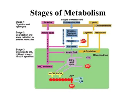 Metabolism and Energy Production