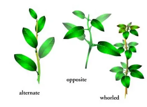 Multiple Branches and Alternate Endings