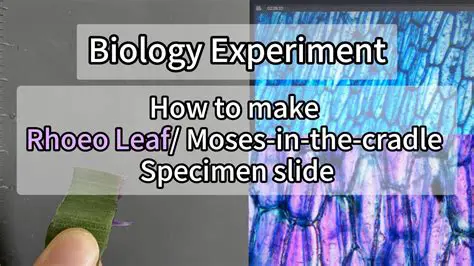 Objectives of the Rhoeo Leaf Experiment