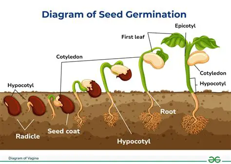 Optimize the number of seeds