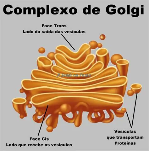 Perguntas e Respostas sobre o Complexo de Golgi