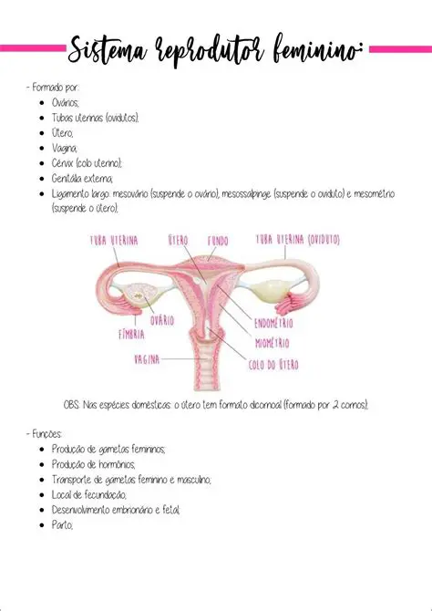 Perguntas e Respostas sobre o Sistema Genital Feminino