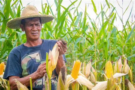 Positive Impact on Corn Farmers and the Economy