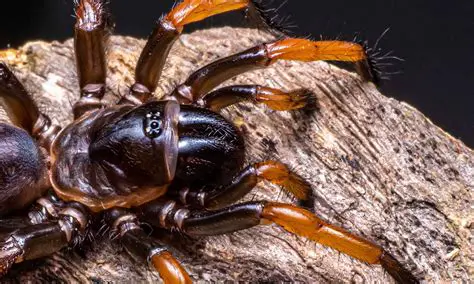 Predators of Giant Spiders
