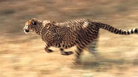 Preguntas y respuestas sobre la velocidad del leopardo