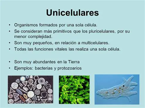 Preguntas y respuestas sobre organismos multicelulares