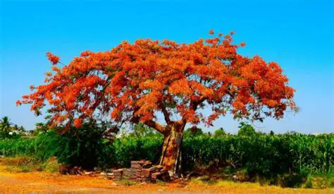 Solving the Mystery of the Gul Mohar Trees in the Park