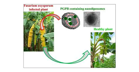The Ability of Local Chitinolytic Bacteria in Inhibiting the Growth of Fusarium SP of Coffee Plants