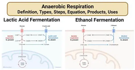 The Anaerobic Respiration Process