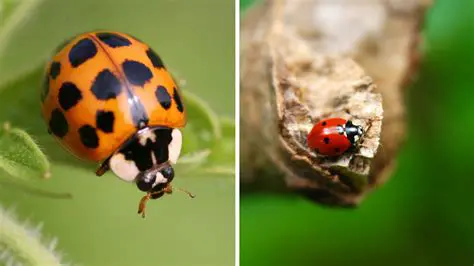 The Distance Between the Bugs