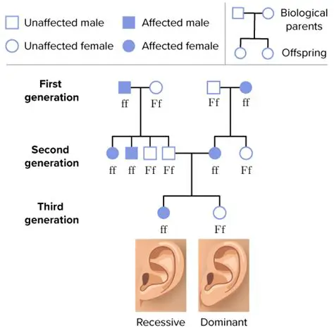 The Genetics of Unattached Earlobes and Cleft Chins
