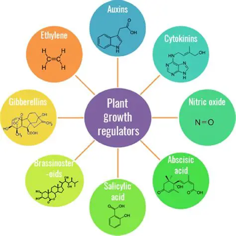 The Importance of Growth Regulatory Hormones in Tissue Culture