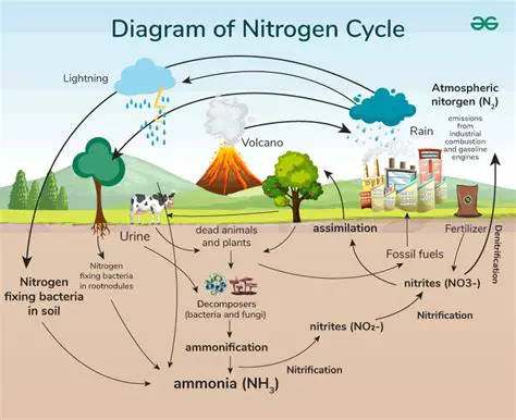 The Importance of Nitrogen in the Composting Process