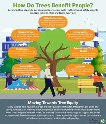 The Importance of Tree Health in City Parks