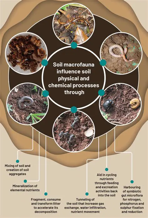 The Old Impact of the LA Application on Macrofauna Land
