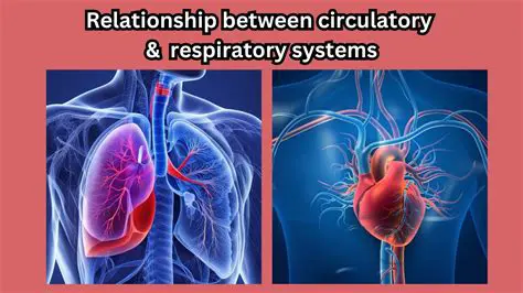The Partnership Between the Respiratory and Circulatory Systems