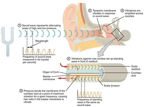 The Pinna Funnels the Sound Waves into the Ear