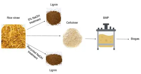 The Production of Nitrosellulose from Rice Straw