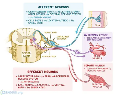 The Role of Afferent Neurons in the Nervous System