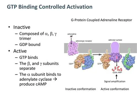 The Role of GTP in Visual Excitation