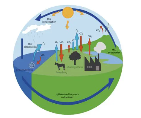 The Role of Oxygen in the Atmosphere