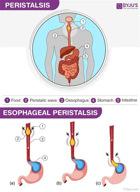 The Role of Peristalsis in Food Movement