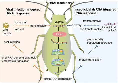 The Role of RNAi in Fighting Viruses